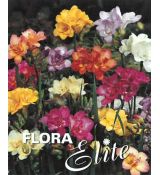 Freesia Double Mixed