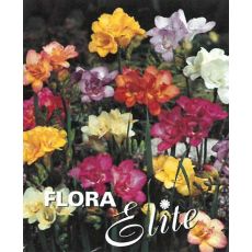 Freesia Double Mixed