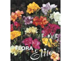 Freesia Double Mixed